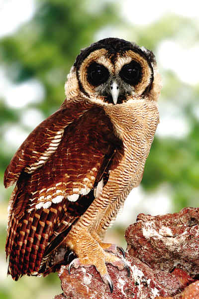  p>褐林鸮喜马拉雅亚种(strix leptogrammica    newarensis),属鸱 