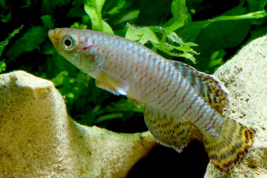  p> a target="_blank" href="/item/卵生/567809" data-lemmaid="