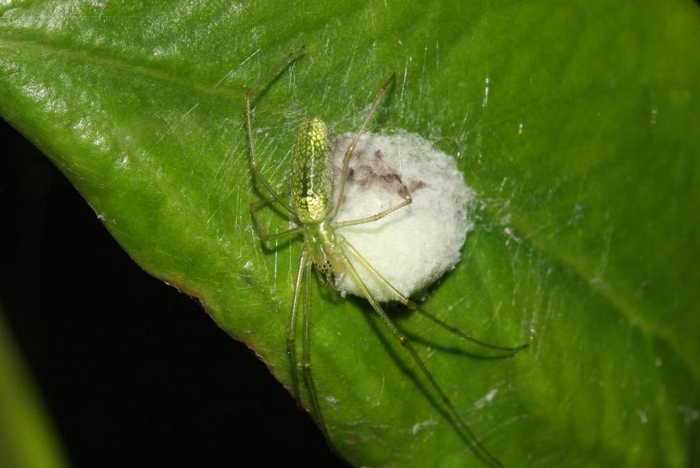  p>昆虫名,为蛛形目,肖蛸科.