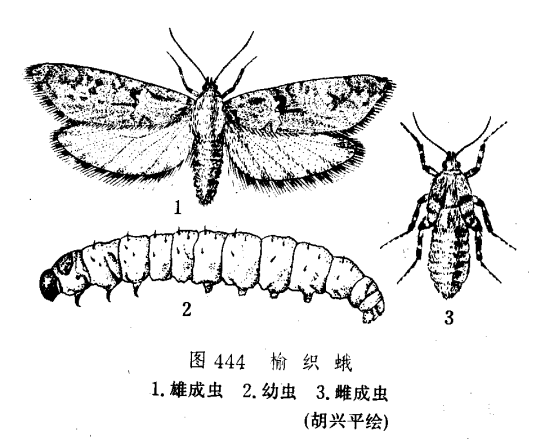 榆毒蛾嗜寄蝇_百度百科
