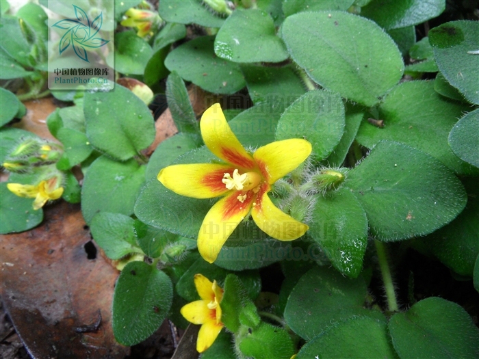  p>巴东过路黄是属于 a href="#">报春花科 /a>的 a href="#" data