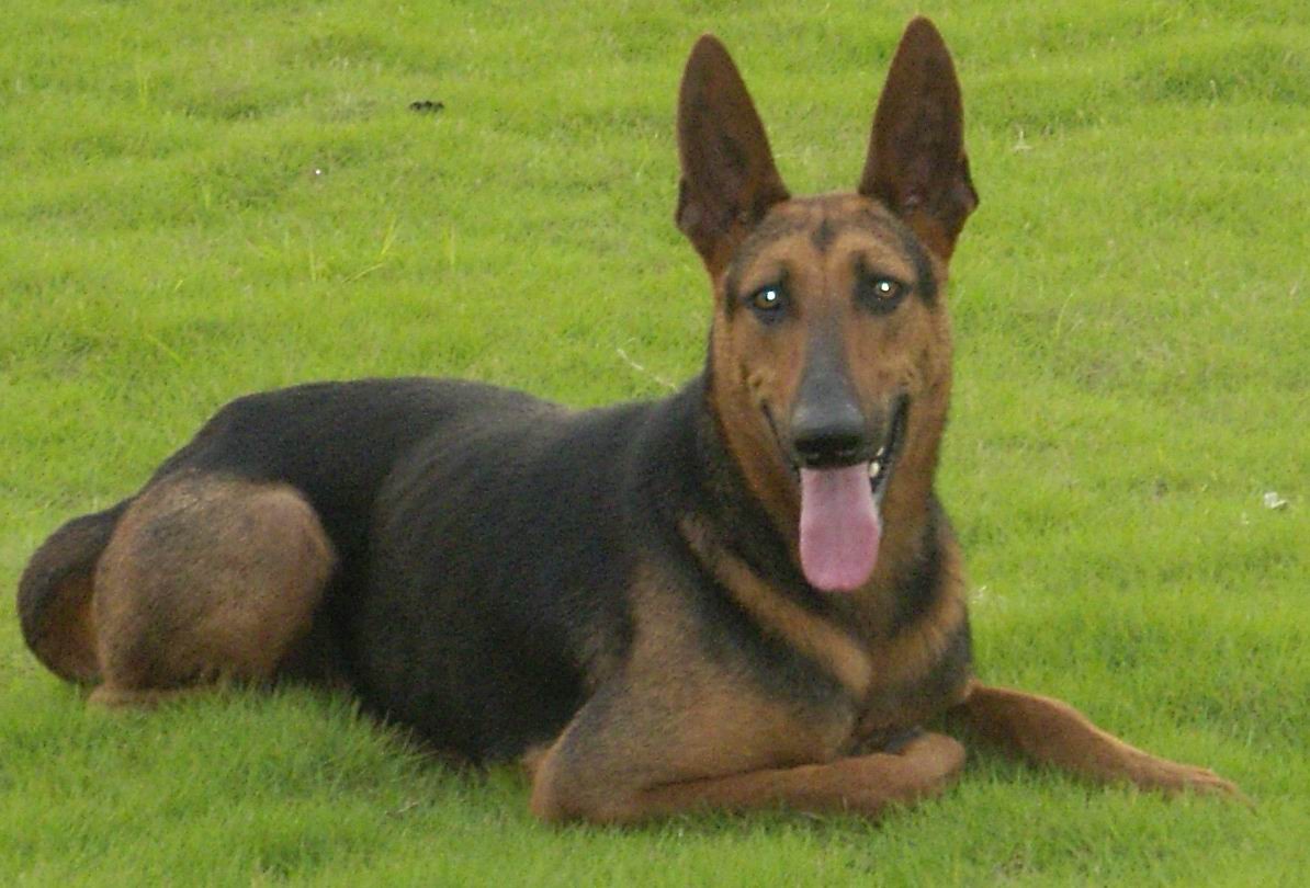  p>牧羊犬是人们赋予专职放牧类犬的一个总称,不是一个单独品种,"家族