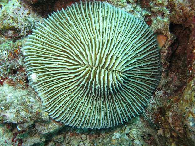  p>蕈珊瑚属(学名:fungia)是水螅型的单体或群体动物,共有25种.