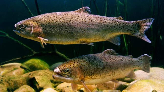 " data-lemmaid="9390803">南芬区 /a>特产,中国国家地理标志产品