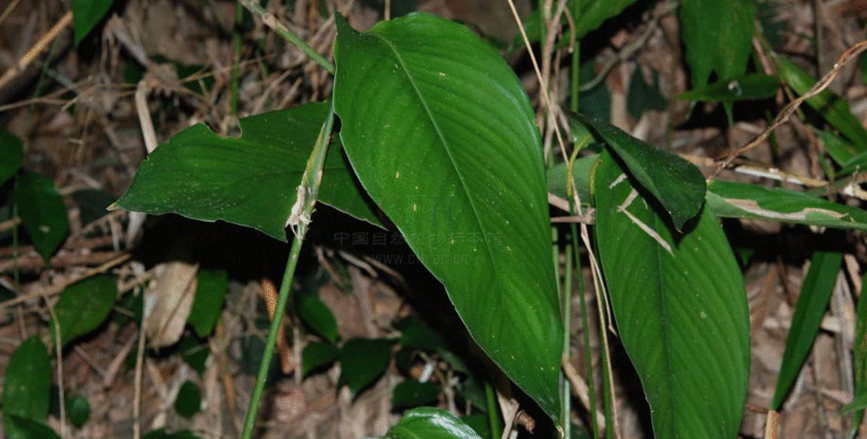  p>柊叶属(拉丁学名: i>phrynium /i> willd.