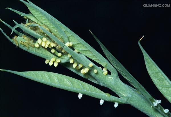  p>红带袖蝶 i>(学名:heliconius melpomene) /i>,又名红色邮差蝴蝶