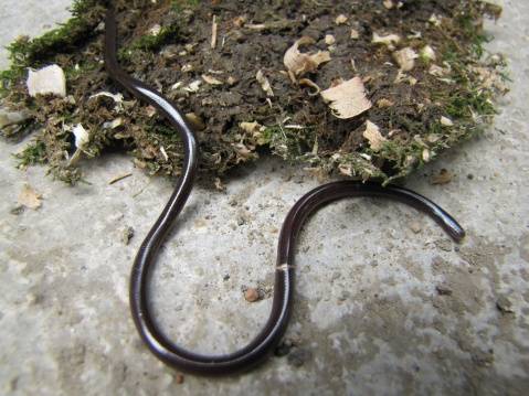  p>钩盲蛇(学名:ramphotyphlops braminus)又名入耳 a href="#" data