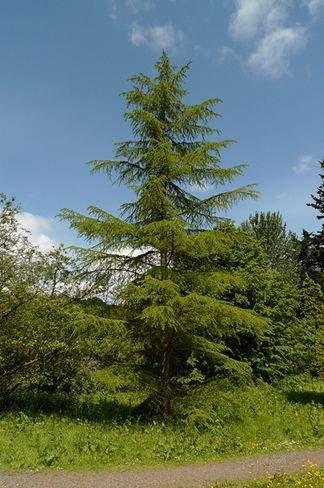 常绿乔木,树冠尖塔形,大枝平展,小枝略下垂.