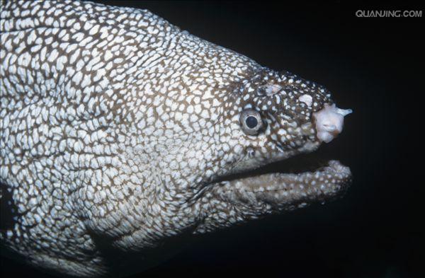 gymnothorax  reticularis