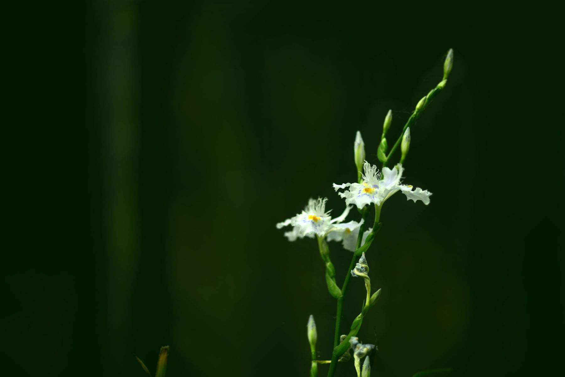 内部粉红色,肉质,后成木拴质.竹花比较广泛分布在南方竹林区. /p>