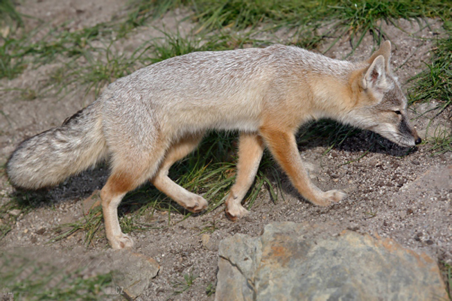  i>vulpes corsac /i>):体长50-60厘米,尾长25-35厘米,体重约2-3千克