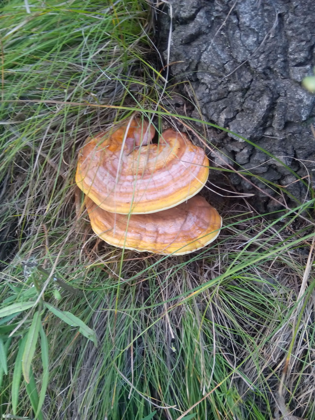  p>野生灵芝是野外自然生长的 a href="#" data-lemmaid="202136">