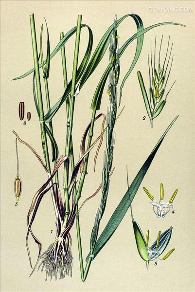  p>毒麦(学名: i>lolium temulentum /i> l.