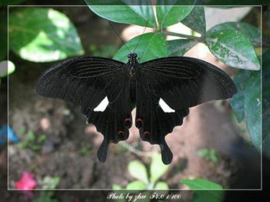  p>孔雀蛾,又称夜孔雀,是一种长得很漂亮的 a target="_blank" href="