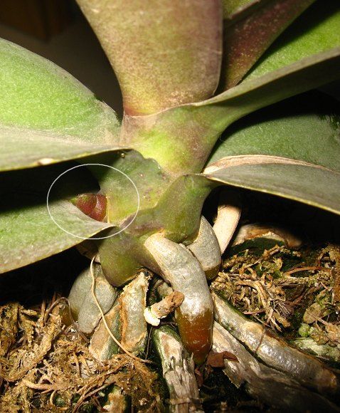  p>腋芽是 a href="#" data-lemmaid="8681803">侧芽 /a>的一种,特指