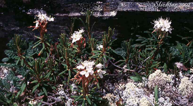 decunbens ait),杜鹃花科,杜香属,变种与原变种的区别在于植株更矮小