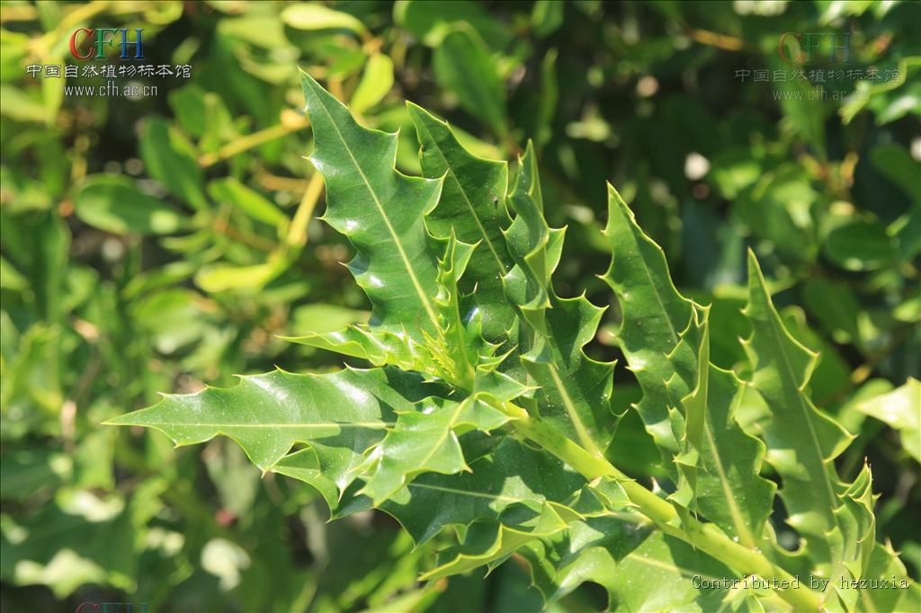  p>老鼠簕属(学名:acanthus l.  