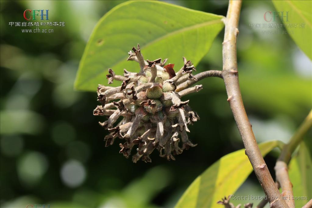  p>白结香(拉丁文名:edgeworthia albiflora nakai) 为 a target="