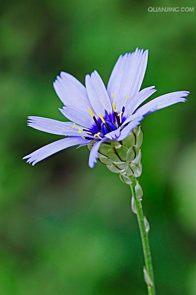 匙叶合冠鼠麴草