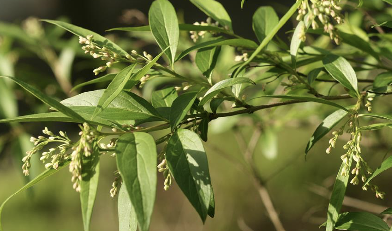 yaltirik )是木樨科,雪柳属植物,落叶