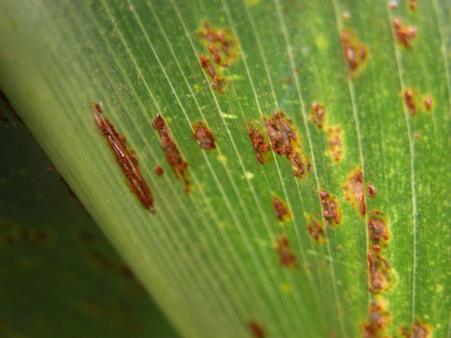 玉米普通锈病