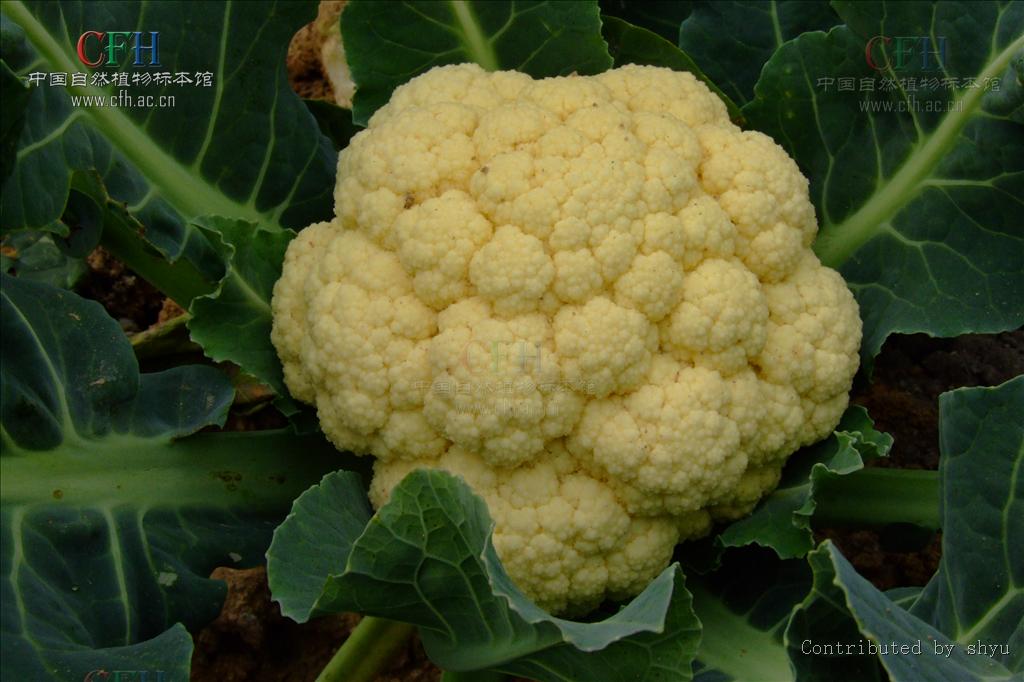  p>花椰菜,又称花菜,菜花或椰菜花,花椰菜为 a target="_blank" href=