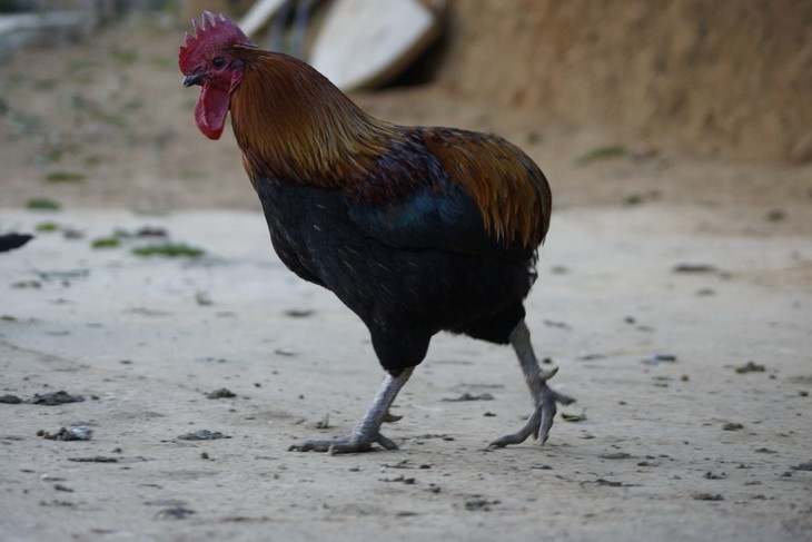  p>普洱瓢鸡,云南省普洱市 a target="_blank" href="/item/镇沅县