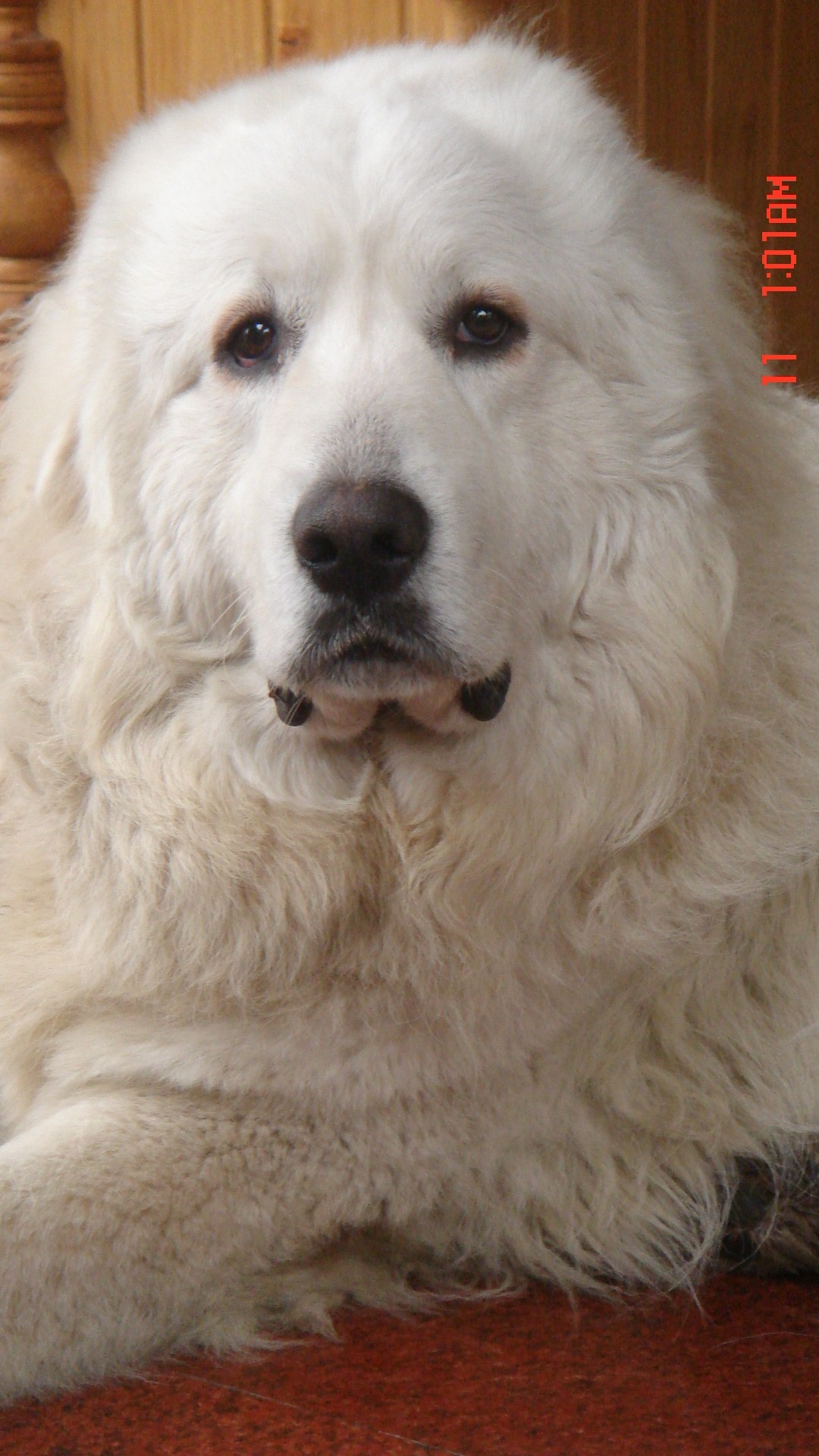  p>雪獒,全身雪白的 a target="_blank" href="/item/藏獒/5311" data