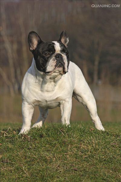 斗牛犬法国