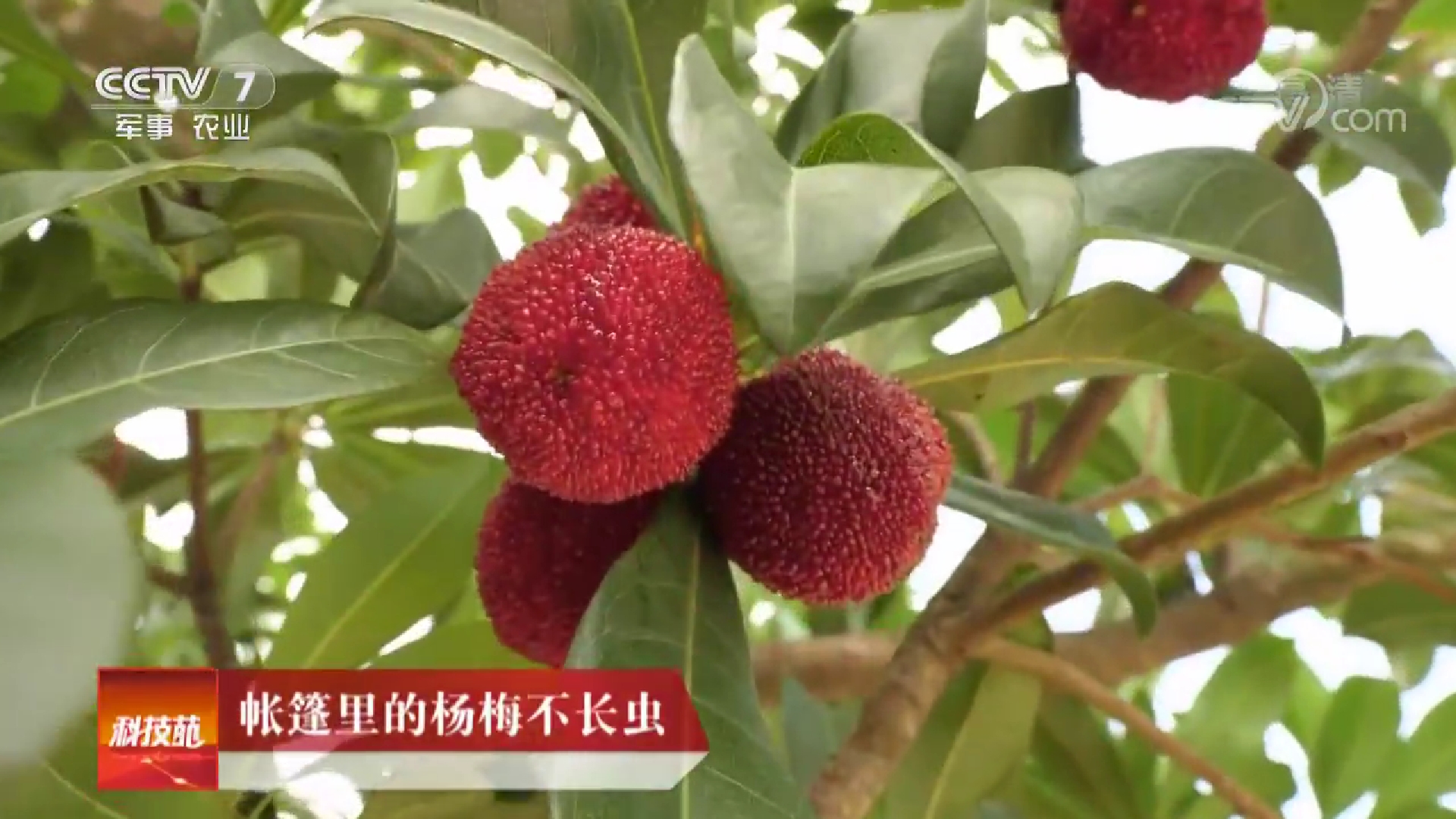 科技苑农业种植视频讲解(农业种植技术知识讲课视频)