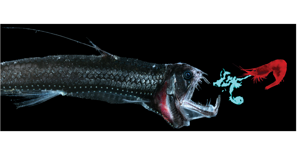  p>蝰鱼(学名:chauliodus)是一种小型暖水性且具代表性的深海发光鱼类