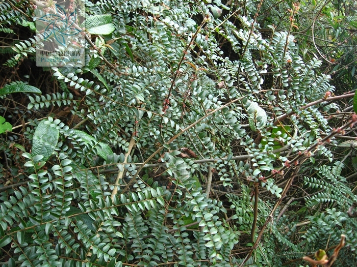  p>艳花酸藤子( a href="#" data-lemmaid="8074290">学名 /a>