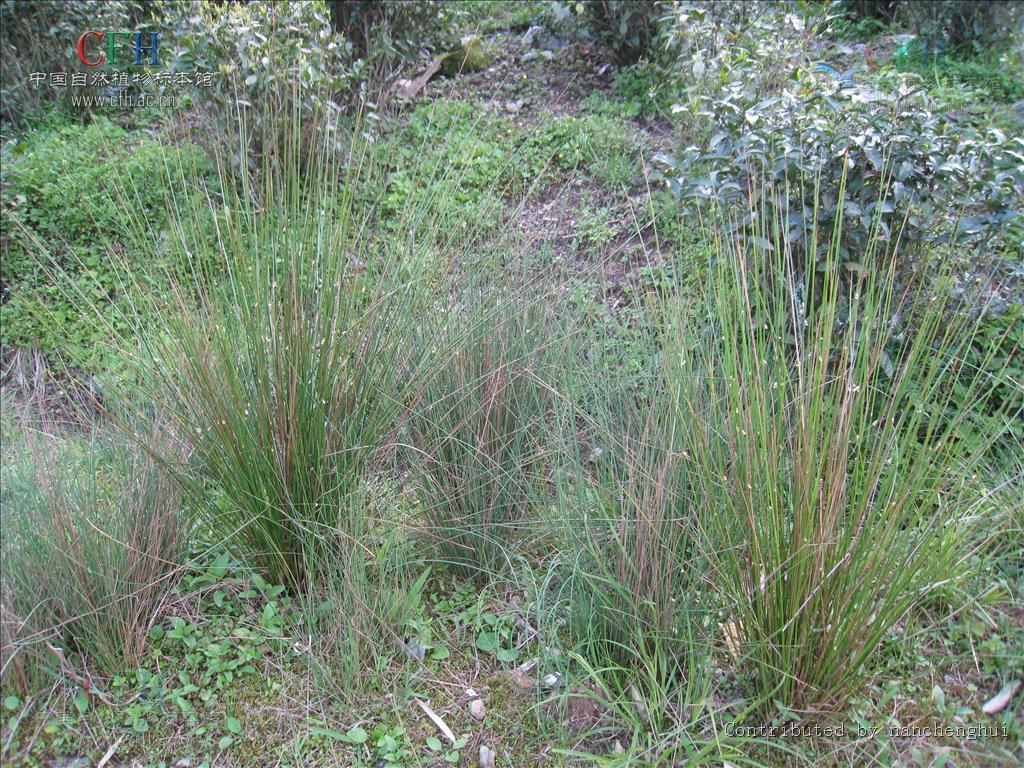 它丛生,根状茎短,具许多须根.