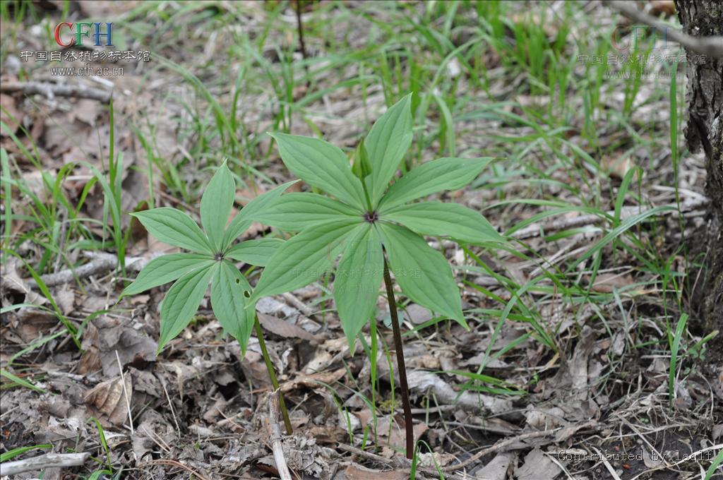  p>薄叶山矾, b>symplocos /b>  b>anomala /b> brand山矾科山矾属