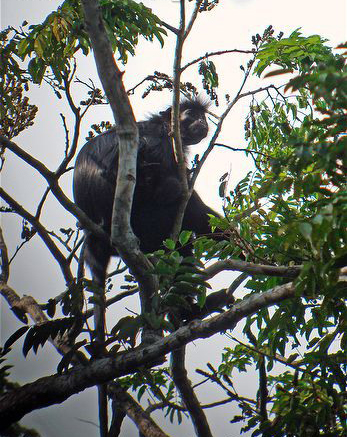  p>黑疣猴(学名: i>colobus satanas /i>):体长58-72厘米,尾长60-97