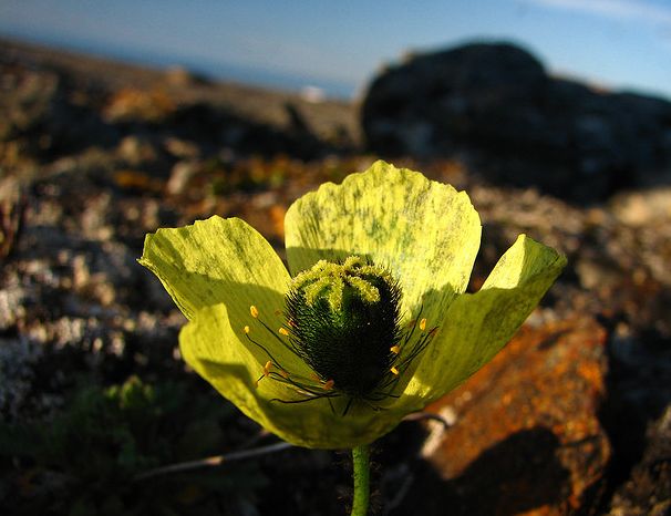  p>斯瓦尔巴德罂粟极地亚种是一种毛茛目,罂粟科类生物,花朵一般是