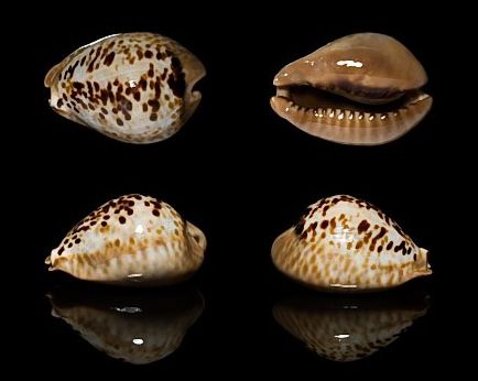  p>鼠宝螺(学名:muracypraea mus mus)是腹足纲宝螺科的 a href="#"