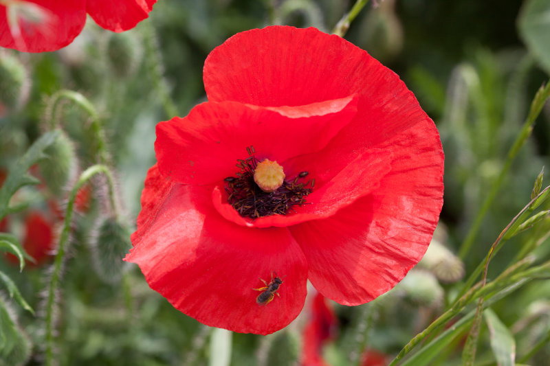  p>阿尔卑斯罂粟(学名: i>papaver alpinum dubium /i>)是 a href="#"