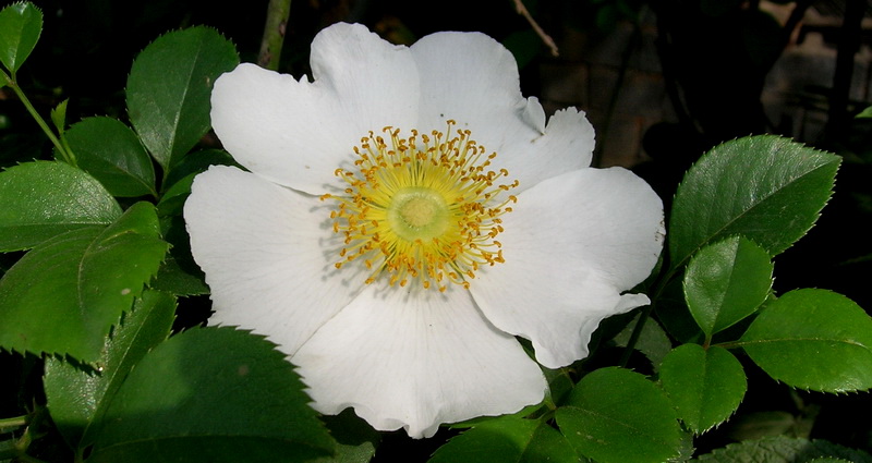 植株高可达5米;小叶片椭圆状卵形,倒卵形或披针状卵形,上面亮绿色