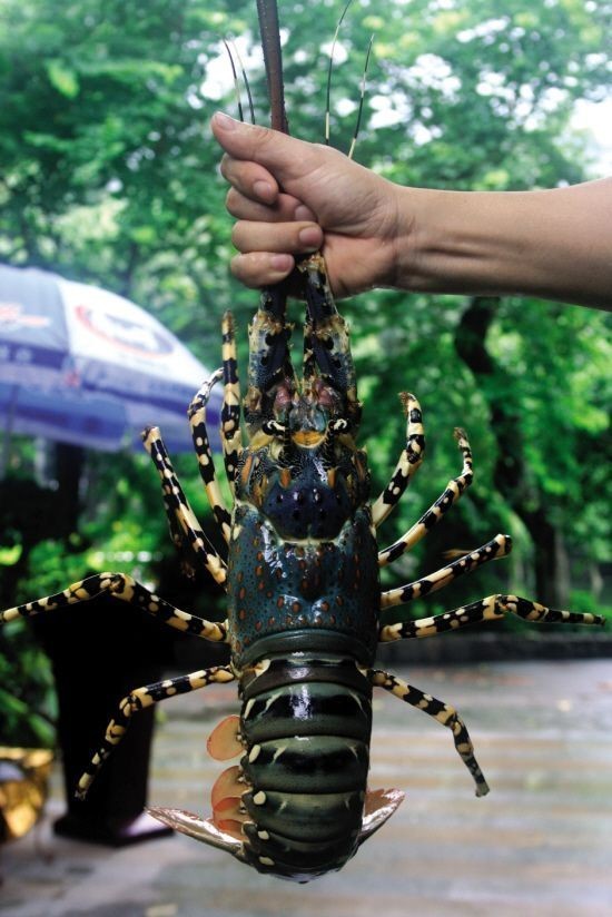  p>澳洲大龙虾是单一物种,澳洲野生 a href="#" data-lemmaid="