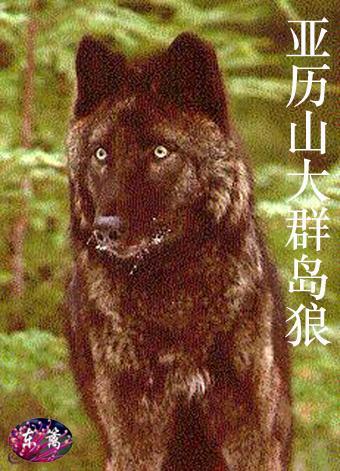  p>亚历山大群岛狼(学名:canis lupus ligoni)是 a href="#" data