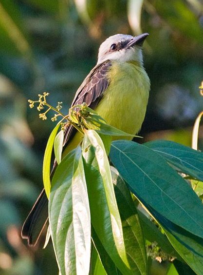 white-throated kingbird