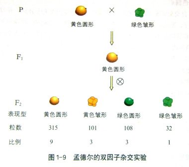 孟德尔遗传定律