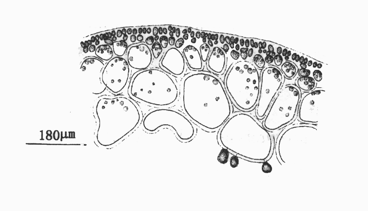  p>金膜藻的藻体直立,单生或丛生,圆柱形或略扁压,10~18cm高,2~3.