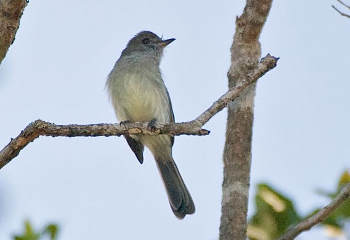 pale-bellied mourner