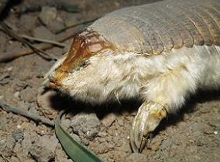 lesser fairy armadillo