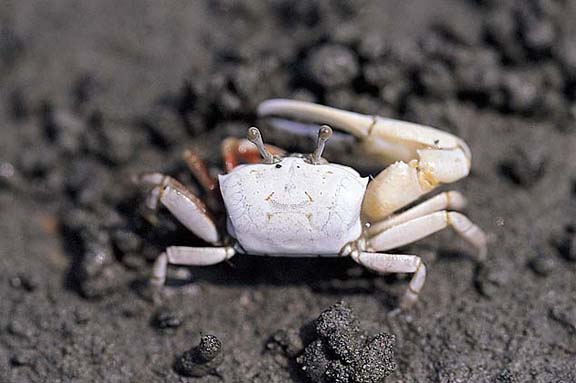  p>清白招潮蟹(学名: i>uca lacteus /i>)为 a>沙蟹科 /a> a>招潮蟹属