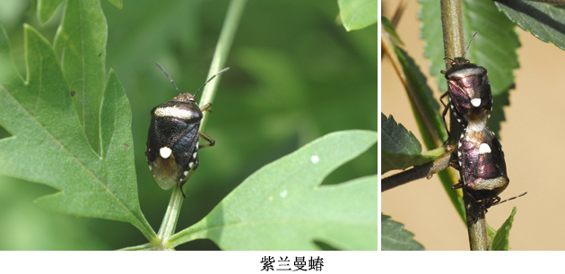  p>昆虫名,为半翅目,蝽科.