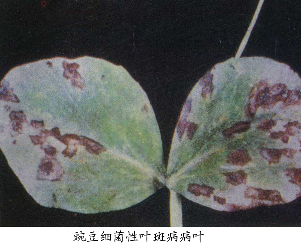  p>豌豆细菌性叶斑病是菌体杆状,极生一根至多根鞭毛,无芽孢,无荚膜.