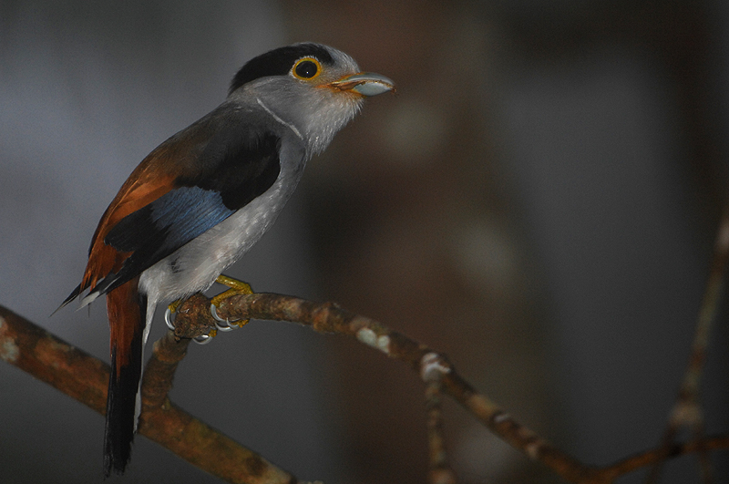  p>银胸丝冠鸟指名亚种(学名:serilophus lunatus lunatus)是 a